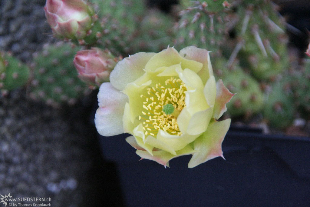 IMG 9005 - Cactus flower