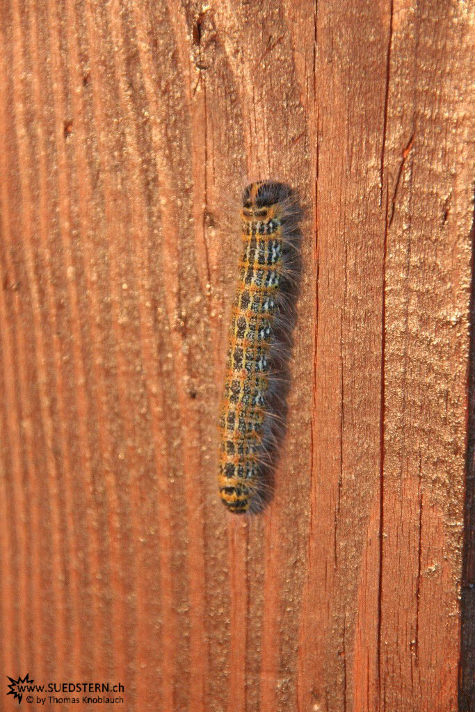 IMG 9899 - Caterpillar