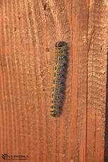 IMG 9899 - Caterpillar
